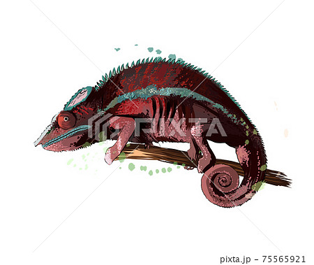 カメレオンのイラスト素材集 ピクスタ