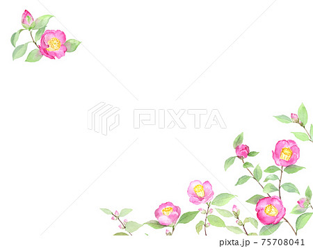 椿つぼみのイラスト素材