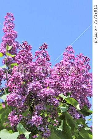 ライラックの花の写真素材 - PIXTA
