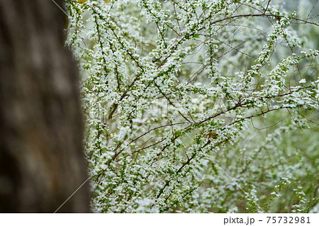 花 白い花 小花 春の写真素材