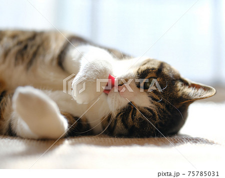 猫 ネコ 顔 洗うの写真素材