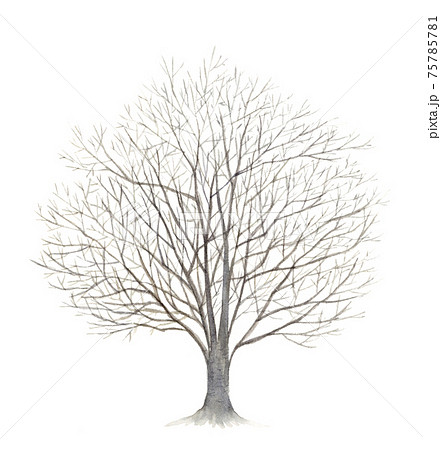 一本桜のイラスト素材 Pixta