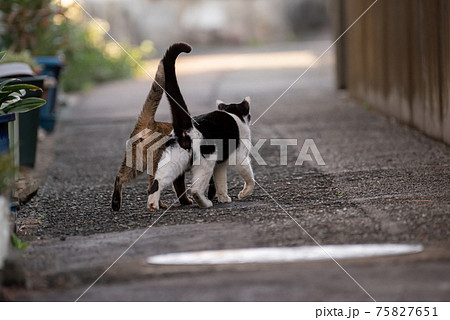 動物 猫 歩く 後ろ姿の写真素材