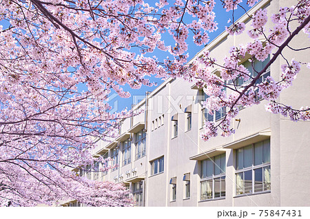 校舎 教育施設 学校 綺麗の写真素材