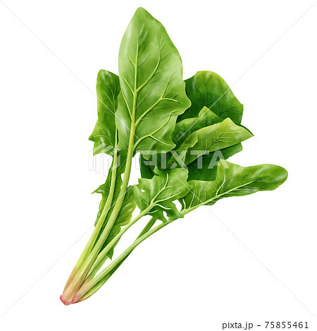 野菜 新鮮 手書き ほうれん草のイラスト素材