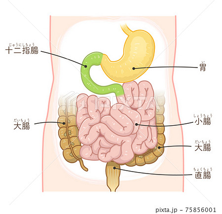 大腸のイラスト素材