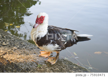 鳥 水鳥 バリケン フランス鴨の写真素材 - PIXTA