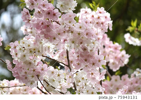 桜の幹 白い幹 美しい桜 ソメイヨシノの写真素材