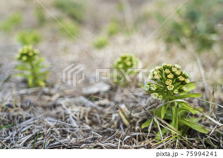 ふきのとう 花の写真素材