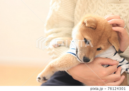 豆柴 子犬 かわいいの写真素材