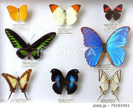 蝶の標本 綺麗の写真素材