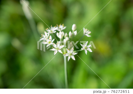 ニラ 花 白 にらの写真素材