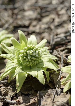 ふきのとう 雪解けの写真素材