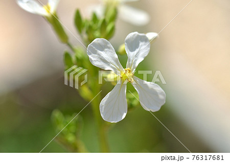 大根の花 野菜の花 ダイコンの花 だいこんの花の写真素材