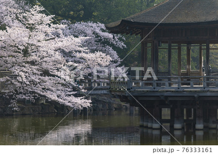 奈良公園 桜 浮御堂 春の写真素材 - PIXTA