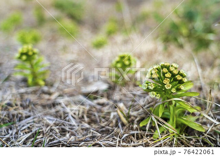 ふきのとう 花 山菜 春の写真素材