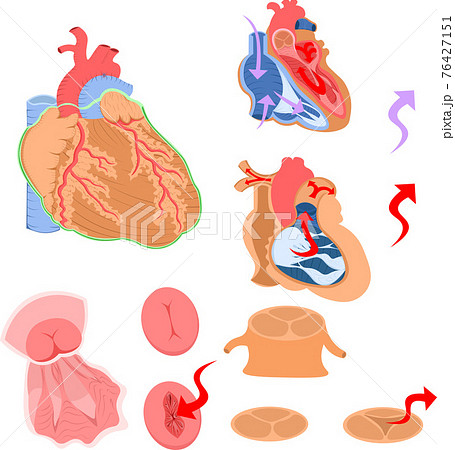 心臓のイラスト素材集 ピクスタ