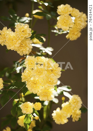 黄モッコウバラ 葉の写真素材