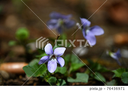 すみれの花の写真素材