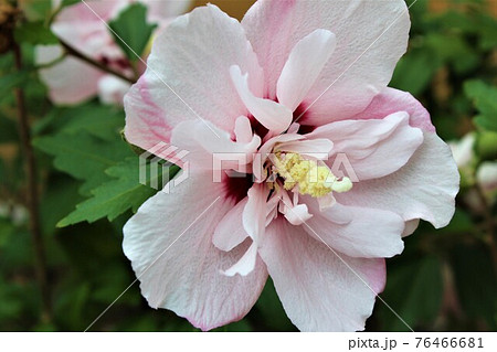 ムクゲ 八重咲き 花 木槿花の写真素材 ムクゲ 八重咲き 花 木槿花の写真素材