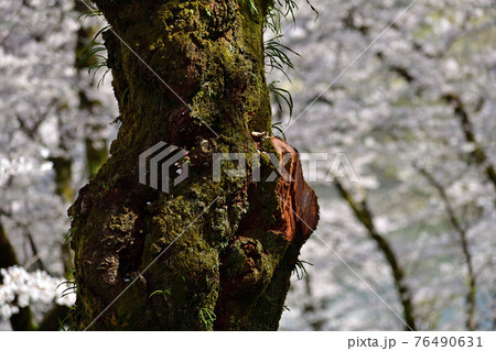 桜の幹 白い幹 美しい桜 ソメイヨシノの写真素材