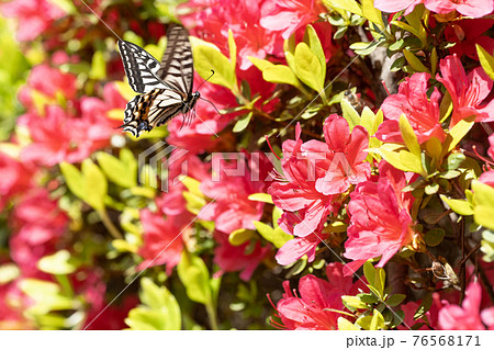 ツツジ 蝶 花 ピンクの写真素材