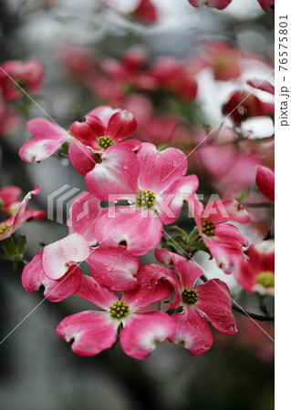 ハナミズキ 白 花 はなみずきの写真素材