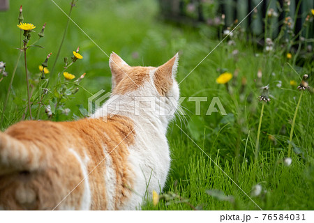 動物 猫 歩く 後ろ姿の写真素材