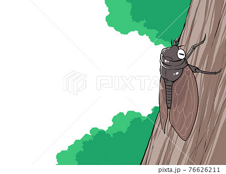 Locust Illustrations