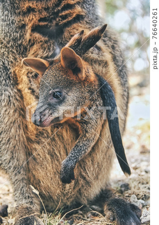 アカカンガルー カンガルー 子供 かわいいの写真素材
