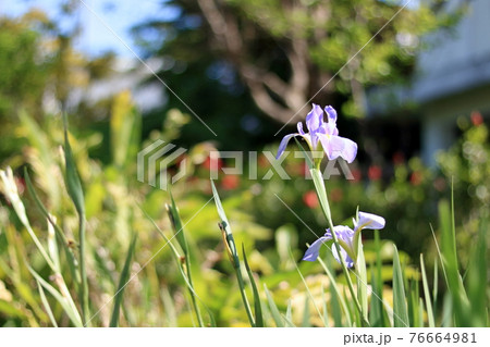 オクラレルカ 花 風景 植物の写真素材