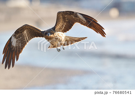 鳶の写真素材