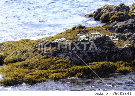 岩場 海藻 ヒジキ 自然の写真素材 岩場 海藻 ヒジキ 自然の写真素材