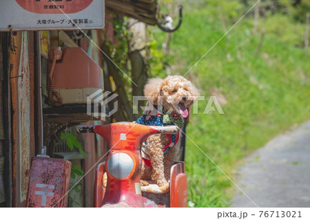 古い レトロ 犬 動物の写真素材