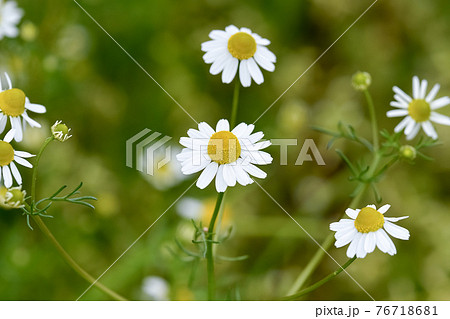 ジャーマンカモミール かわいいの写真素材