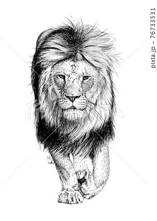 動物 ライオン イラスト 白黒の写真素材