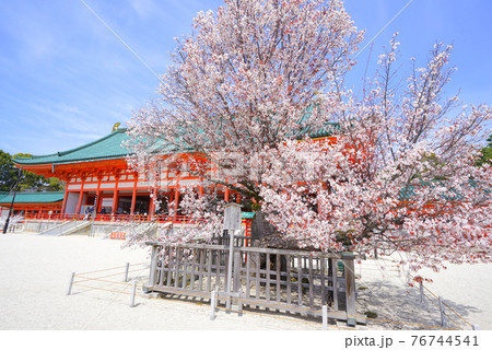 桜 平安神宮 左近桜 風景の写真素材