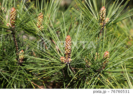 マツの雌花の写真素材