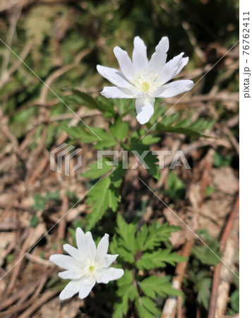 キクザキイチゲ 花 きくざきいちげ 菊咲一華の写真素材