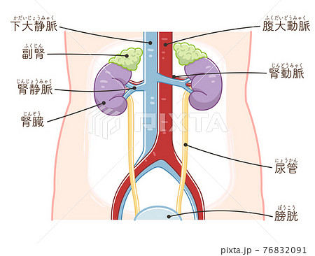 尿管のイラスト素材