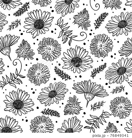 タンポポ 花 モノクロ 白黒の写真素材