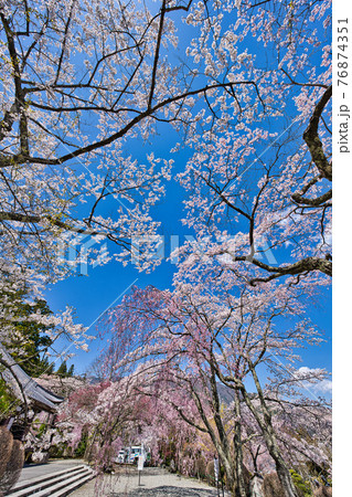 しだれ桜の写真素材