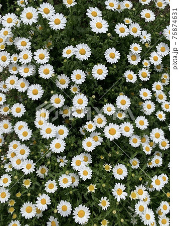 真上から 花の写真素材