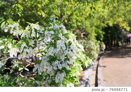 馬酔木 生垣 花 アセビの写真素材