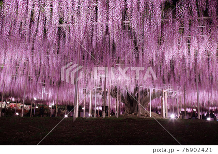 藤の花 藤棚 花 夜の写真素材