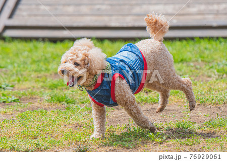 動物 犬 トイプードル 走るの写真素材