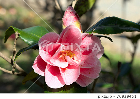 3月31日の誕生花の写真素材