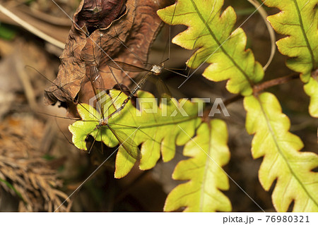 蚊蜻蛉の写真素材