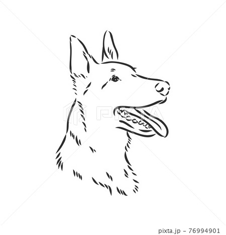 白黒の犬のイラスト素材