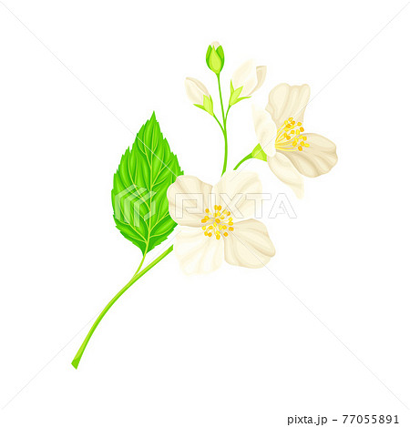 ジャスミン 花のイラスト素材 ジャスミン 花のイラスト素材